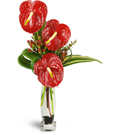 Elegant Red Anthurium™ Elegant Red Anthurium™
