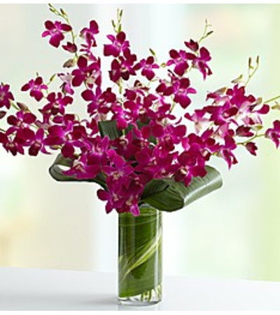 Embrace Orchid Embrace Orchid