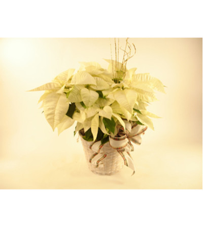 White Poinsettia White Poinsettia