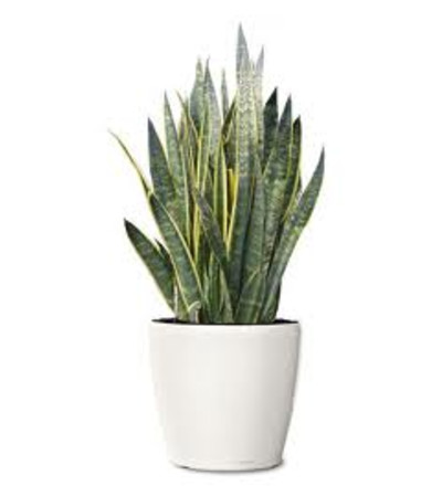 Comfort Sansevieria Comfort Sansevieria