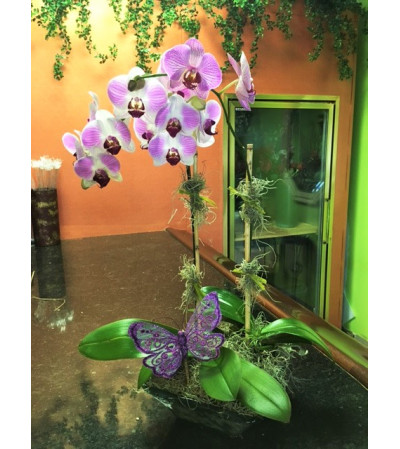 BUTTERFLY & ORCHID BUTTERFLY & ORCHID