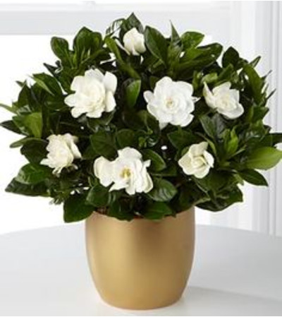 PERFUMED GARDENIA PERFUMED GARDENIA