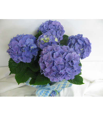 Spring Hydrangea Plant Spring Hydrangea Plant