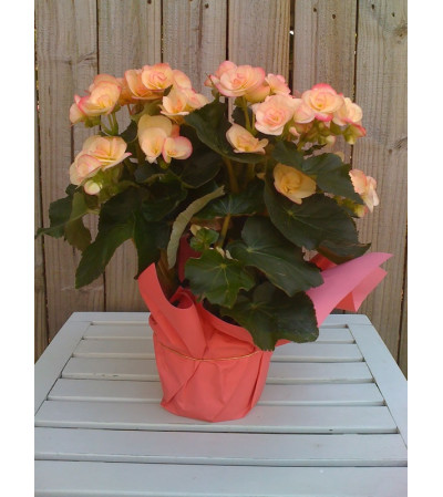 Begonia in foil Begonia in foil
