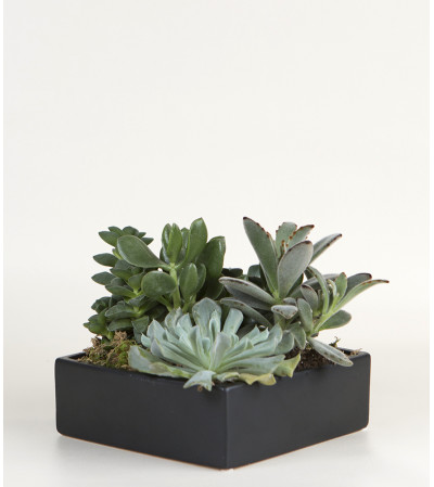 Succulent Ceramic Succulent Ceramic