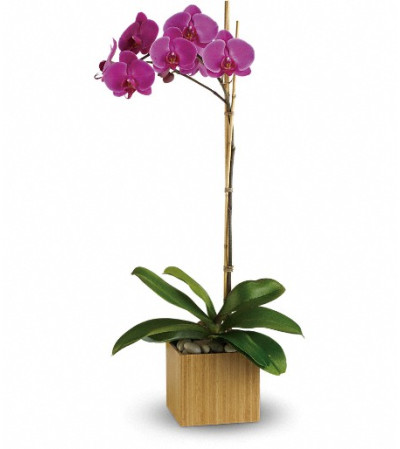 Teleflora's Imperial Purple Orchid Teleflora's Imperial Purple Orchid