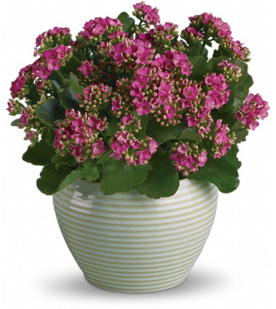 Bountiful Kalanchoe Bountiful Kalanchoe
