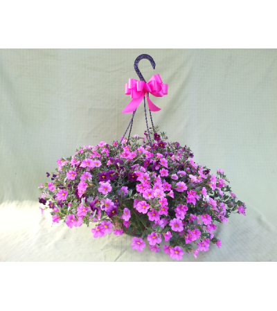 Sunny Flowering Hanging Basket of Fun! Sunny Flowering Hanging Basket of Fun!