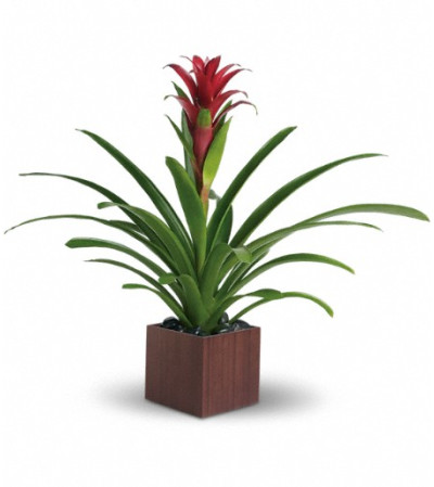 Teleflora's Bromeliad Beauty Teleflora's Bromeliad Beauty