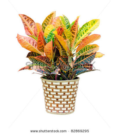 Croton Plant- LG Croton Plant- LG