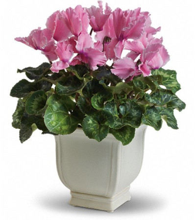 Sunny Cyclamen Sunny Cyclamen