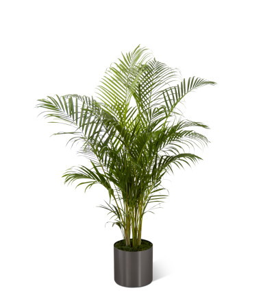The FTD® Palm The FTD® Palm