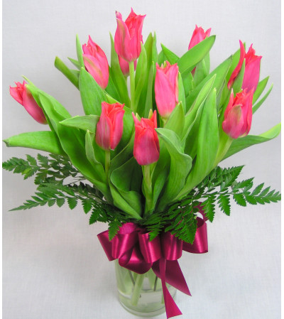 Tulip Breeze Tulip Breeze