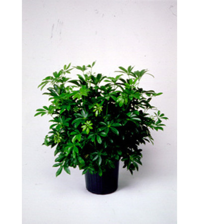 Sweet Schefflera Plant Sweet Schefflera Plant