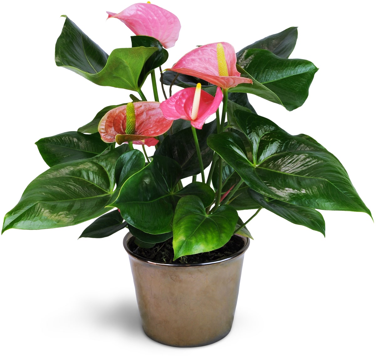  Pink Anthurium Plant  Logan UT Florist