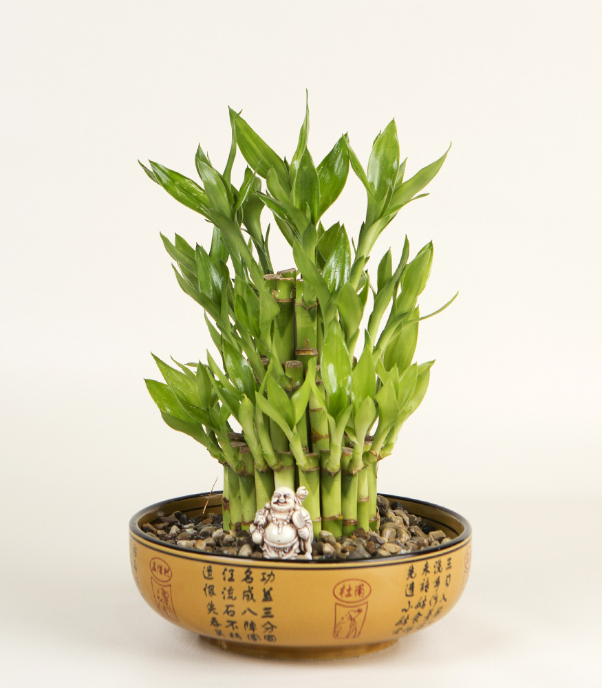 Send Bamboo Plant with Buddha in Chicago Loop, IL - A Plus Flowers and Gifts