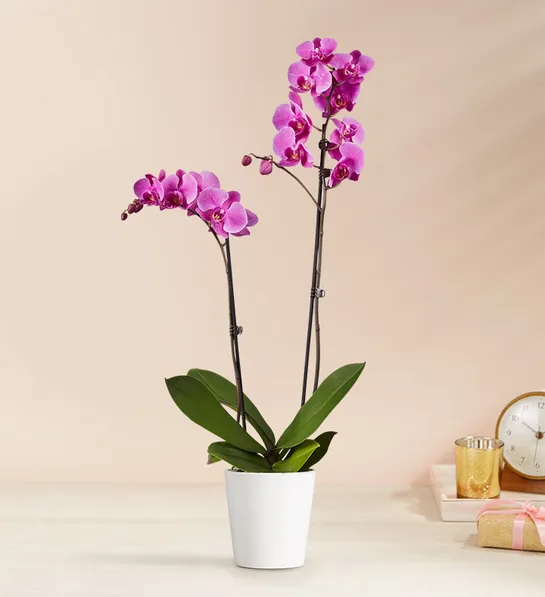 口コミ・レビュー評価が高いおすすめ人気商品の通販 Send 1 NC Charlotte, in Orchid Phalaenopsis Purple Stem 化粧下地