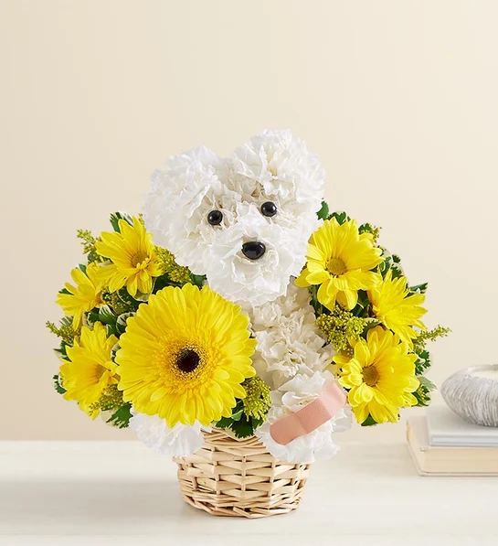 Send Sick As a Dog™ in Tomball, TX - Susana's Flowers