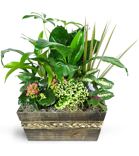 Orchid garden memory planter