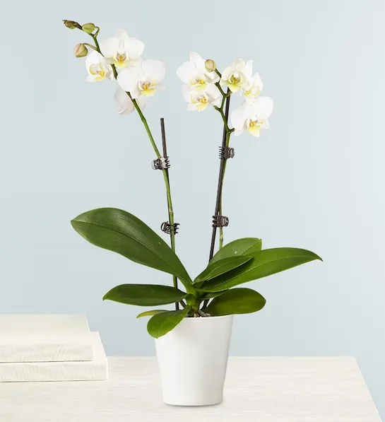 Phalaenopsis Orchid 6 Inch- Yellowby Uncle Charlie's Flowers II