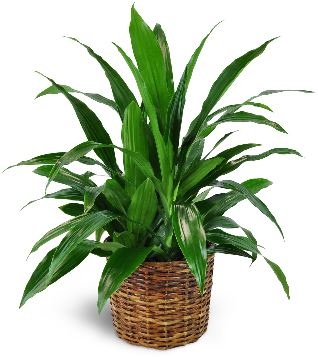 Worstelen Leerling ambulance Dracaena Plant in a Basket - Send to St. Ansgar, IA Today!