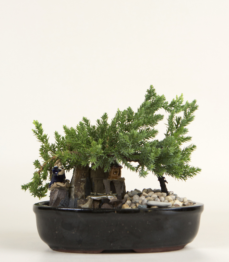 Send Decorative Bonsai Plant in Chicago Loop, IL - A Plus Flowers and Gifts