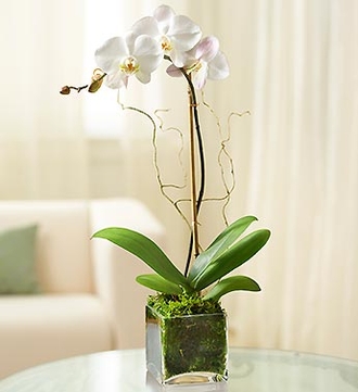 Send 1 Stem Purple Phalaenopsis Orchid in Charlotte, NC