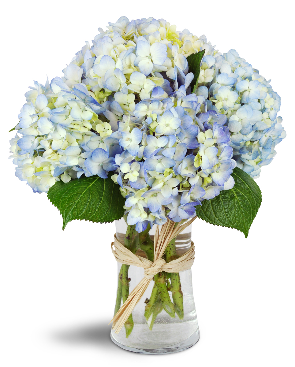 Image of Lacey Hydrangea in a Vase