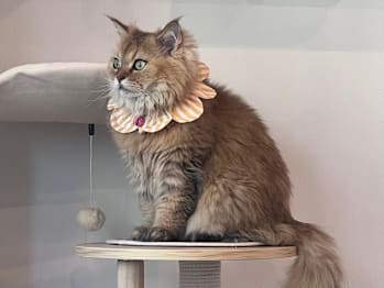 ねこ好きの為のNail Salon Le Dali Deux 東銀座店(東京都中央区)