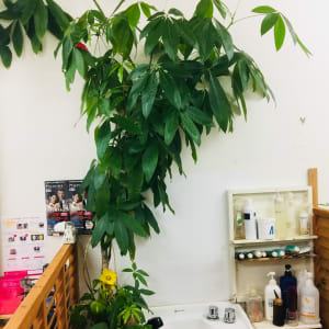 沖縄県でおすすめ 美容院 美容室の検索 予約 楽天ビューティ