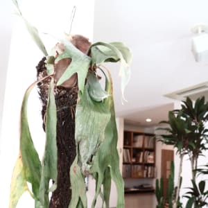 新潟市で価格が安い ストレートパーマが得意な美容院 美容室選 楽天ビューティ 新潟市で価格が安い ストレートパーマが得意な美容院 美容室選 楽天ビューティ