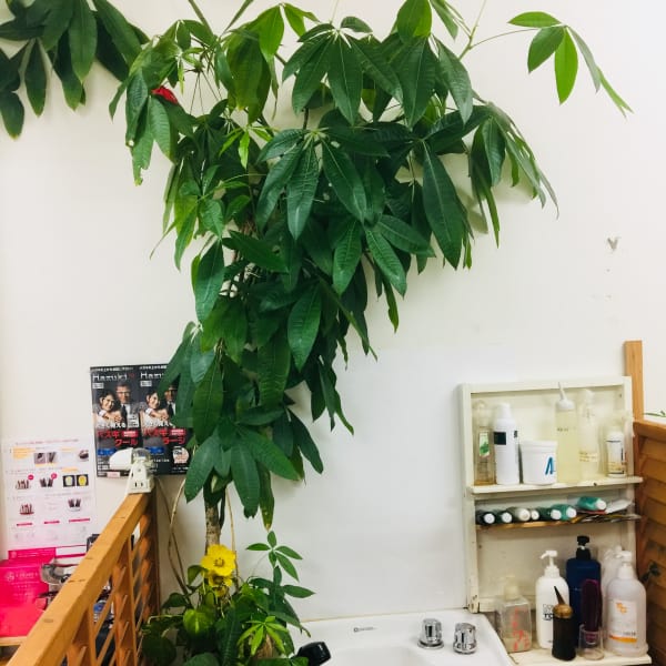 カットハウスキャロル