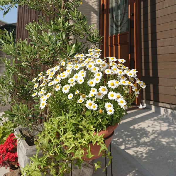 La Bloom
