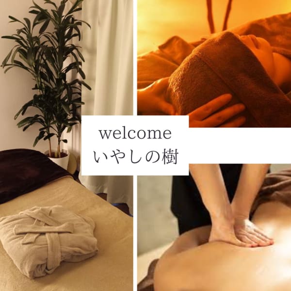 いやしの樹