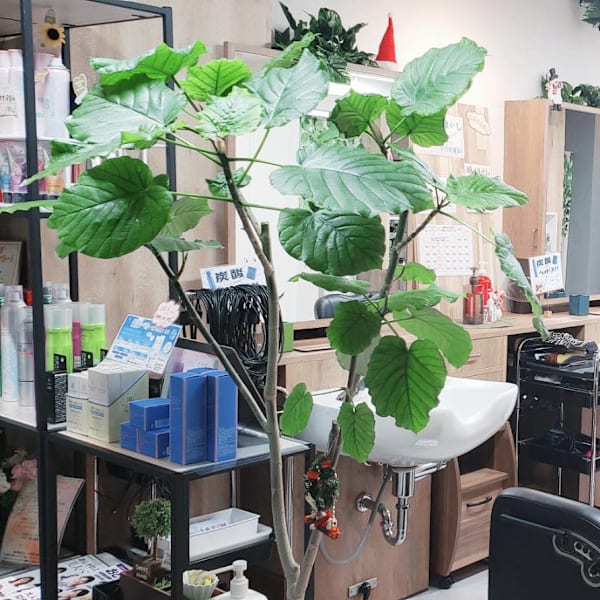 hair salon Nagashima