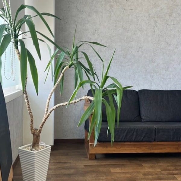 CiRCUS【サーカス】