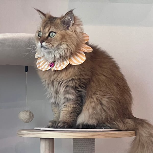 ねこ好きの為のNail Salon Le Dali Deux 東銀座店