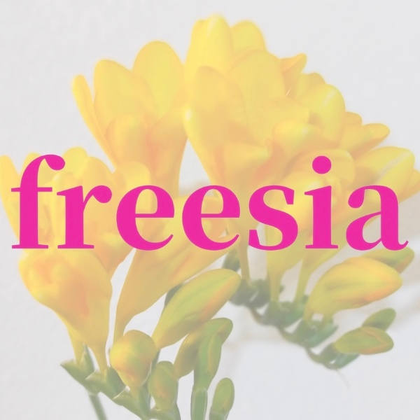 freesia【フリージア】【フリージア】のスタッフ紹介。Asako
