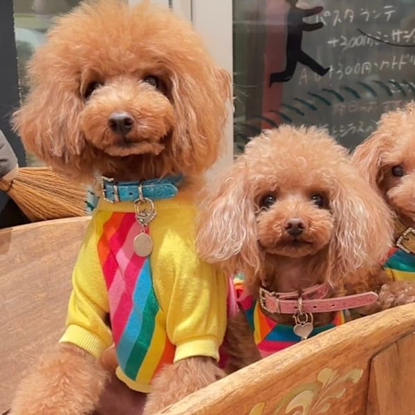 メディセル&酸素水素サロン ロージーのお部屋【メディセルアンドサンソスイソサロン ロージーノオヘヤ】のスタッフ紹介。ロージーシェリジェム