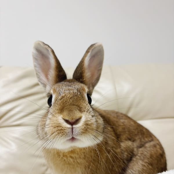 Chere rosso 金剛店【チェレ】【チェレ ロッソ コンゴウテン】のスタッフ紹介。モンテ 白髪染め