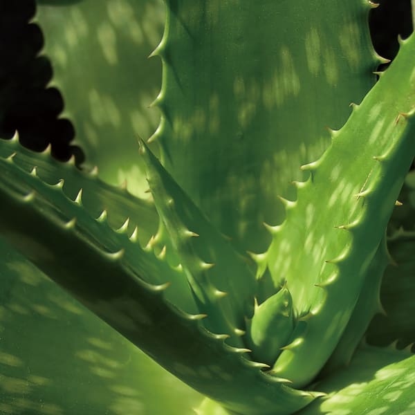 新の美しさを創造するノンシリコーンオーガニックウエーブ登場|PATH coupe de beaute'