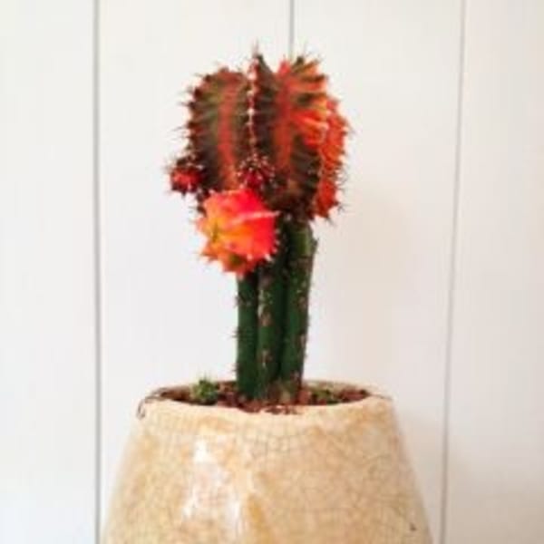 ＊＊＊Quehairのヘアカラーへのこだわり＊＊＊|Que hair