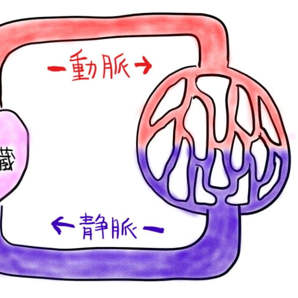 リンパとは?血液をキレイに保つ仕組み! リンパが活躍!|本格リンパ整体RunWalk宝塚逆瀬川院