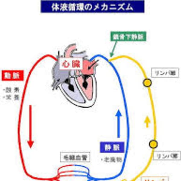「本格リンパ整体」とは身体のリンパ環境を整えることにより病気に負けない健康で元気な身体を作る整体です|本格リンパ整体RunWalk宝塚逆瀬川院