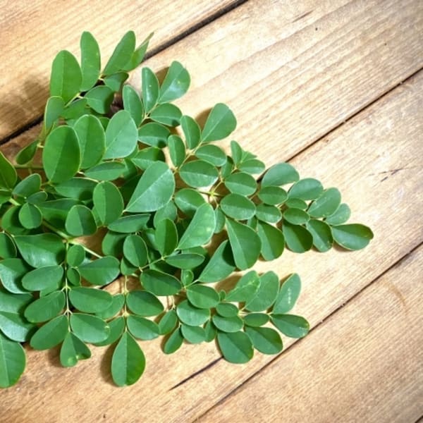 話題のモリンガ蒸しスタートしてます！|ベルマン・コスメティック