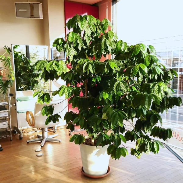 髪質改善【高濃度水素トリートメントで綺麗が叶う!】|La・beau