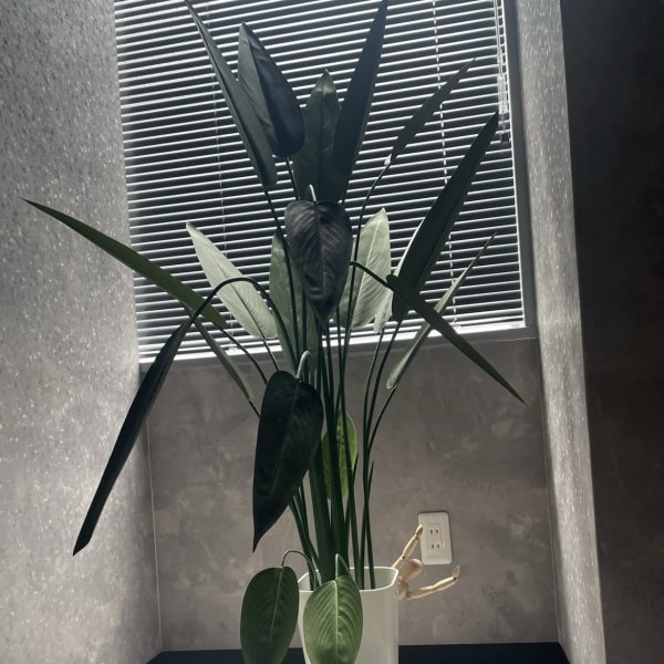 【make心斎橋店】コンプレックスありますか?《脱毛|アイブロウ|痩身》|make Total Beauty メンズ眉毛|眉毛サロン