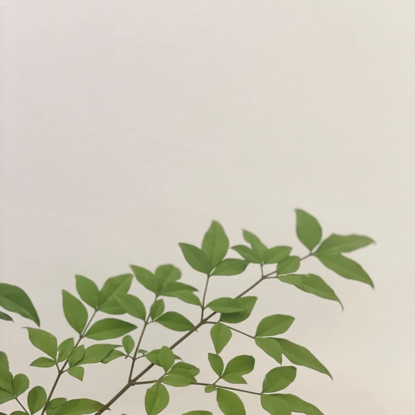 香草カラー取り扱ってます！！|Fair