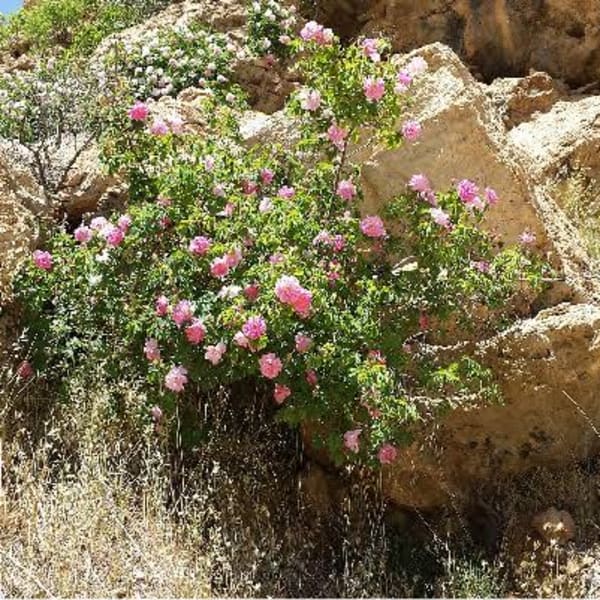 ミューフル誕生ストーリー|Re Ange豊見城店