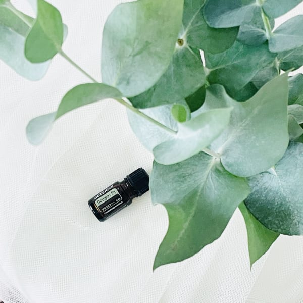 【New】ダグラスファー|NADI YOGA SALON